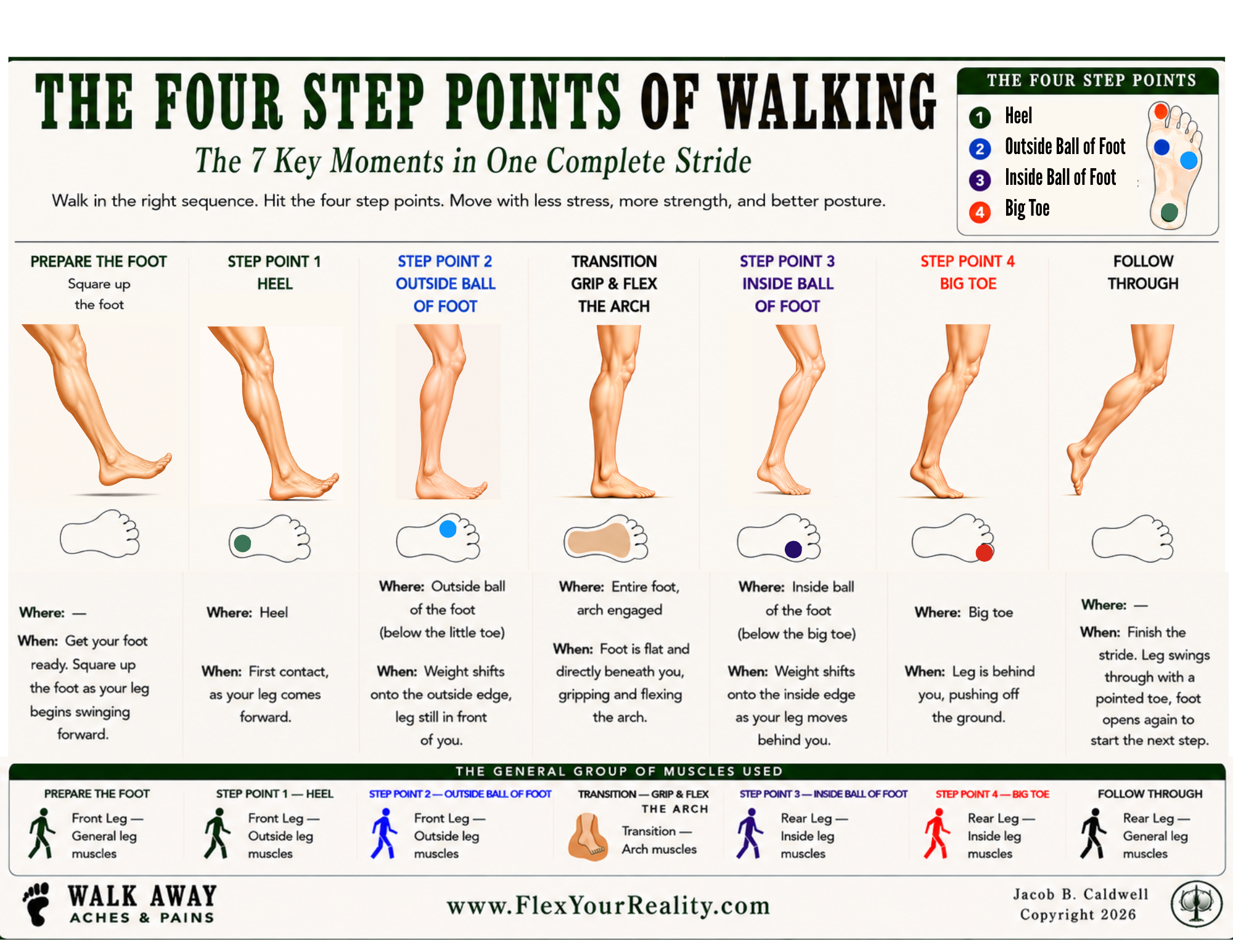 The Four Step Points of Walking infographic showing 7 key moments in one complete stride